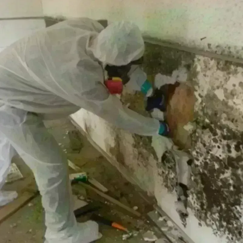 Mold Remediation and Removal in Haysville, KS